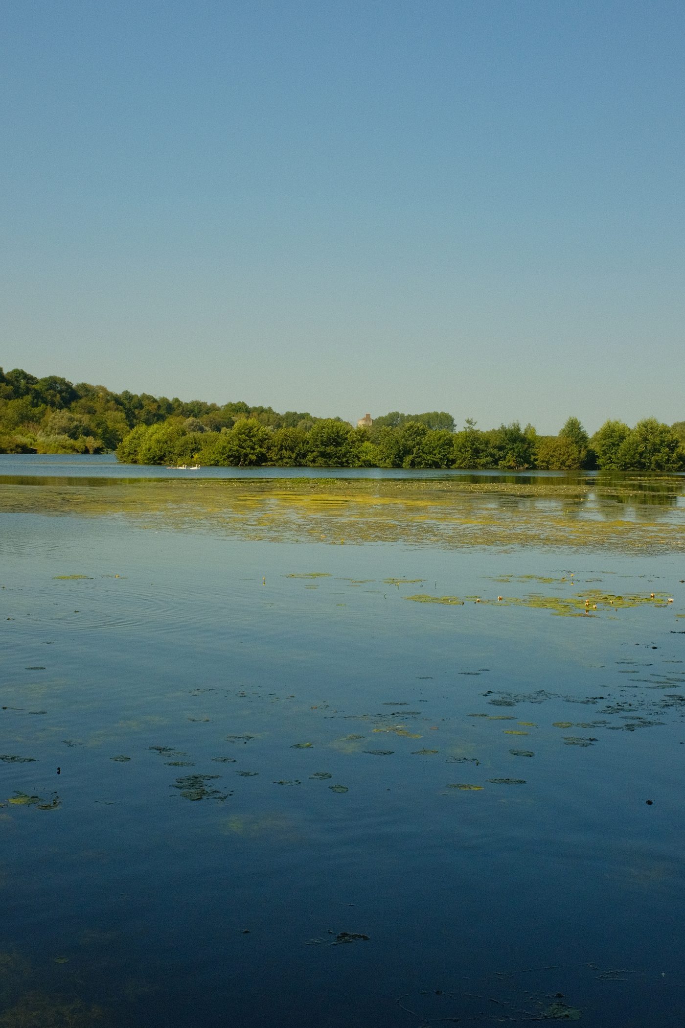 Lilies on still water